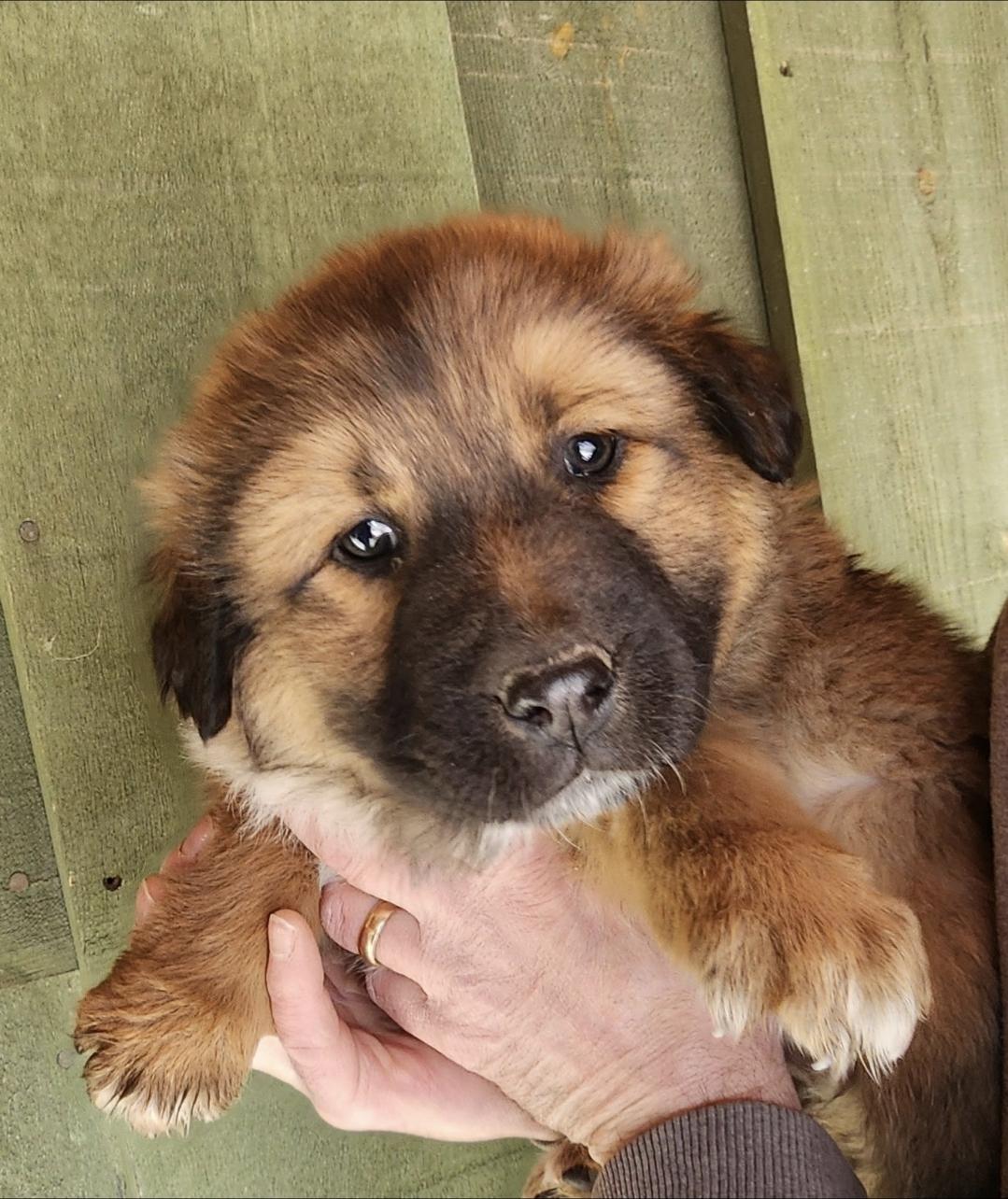 Enlarge Porkchop , an adopted mixed breed in Farmington, MN image 5/5