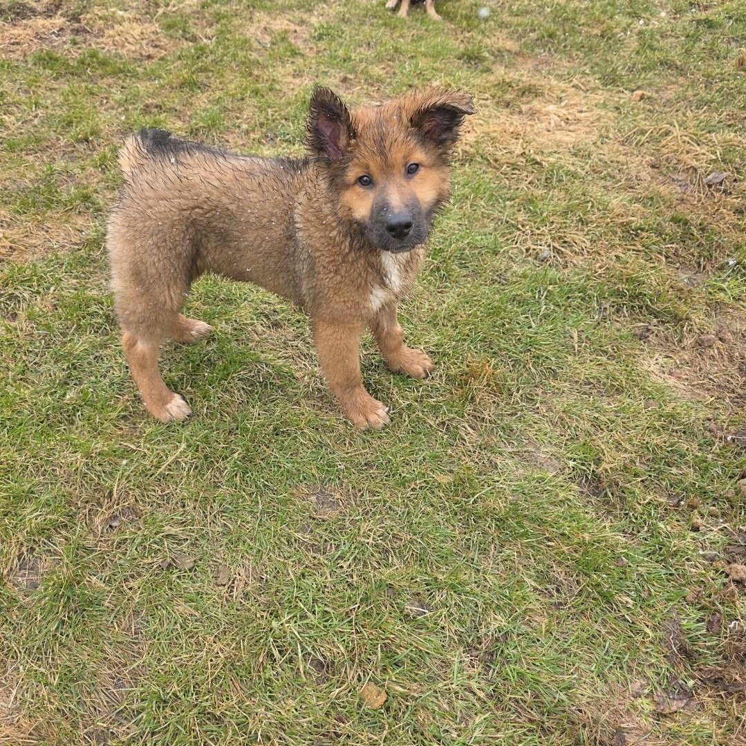 Enlarge Porkchop , an adopted mixed breed in Farmington, MN image 3/5