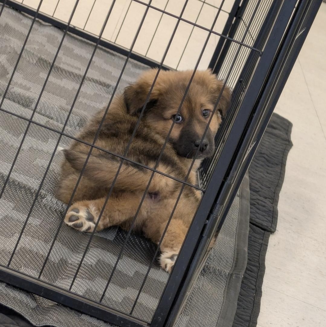 Enlarge Porkchop , an adopted mixed breed in Farmington, MN image 4/5