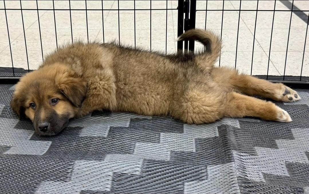 Enlarge Porkchop , an adopted mixed breed in Farmington, MN image 2/5