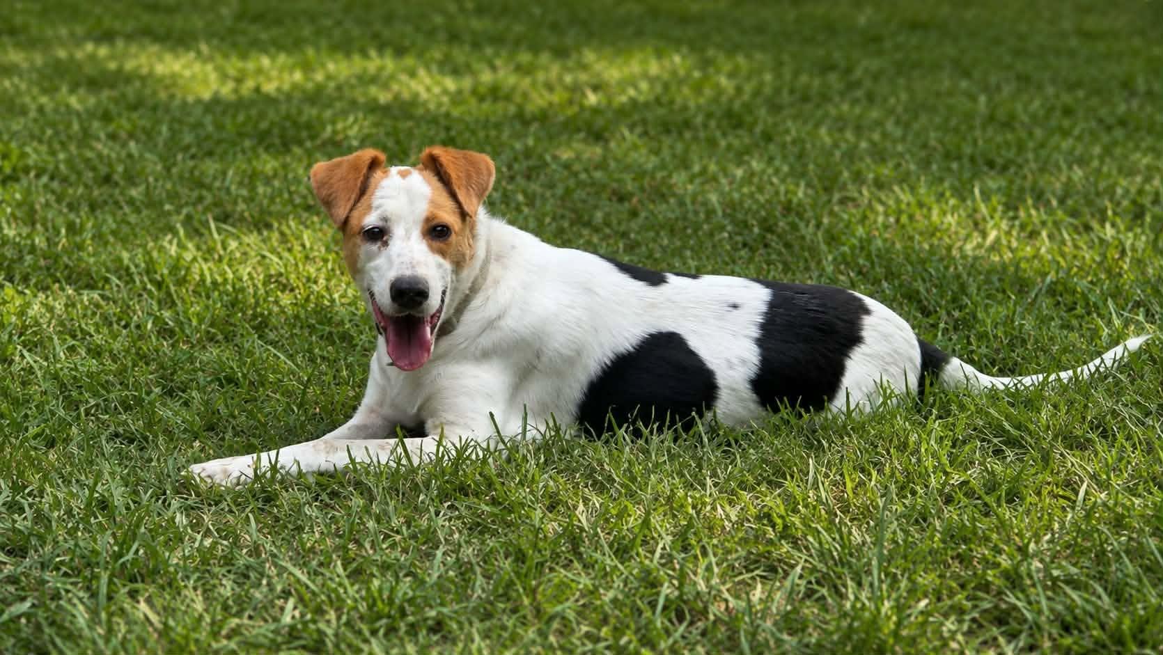 Enlarge Benji, a Adoptable mixed breed in church point, LA image 1/4