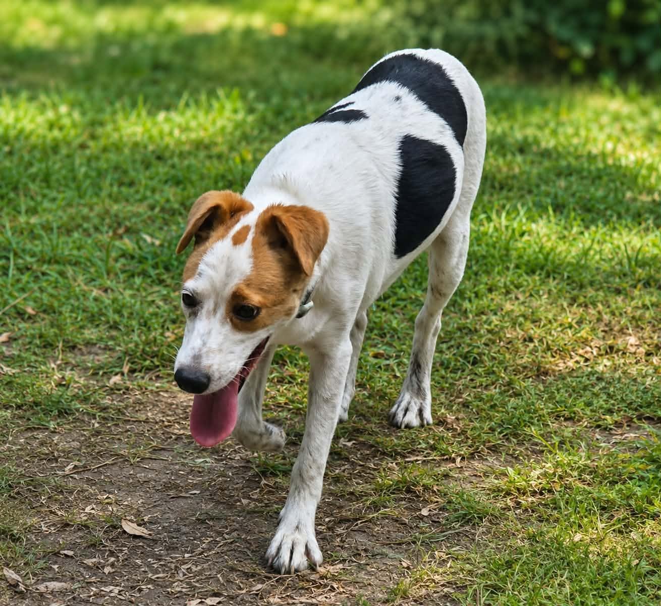 Enlarge Benji, a Adoptable mixed breed in church point, LA image 3/4