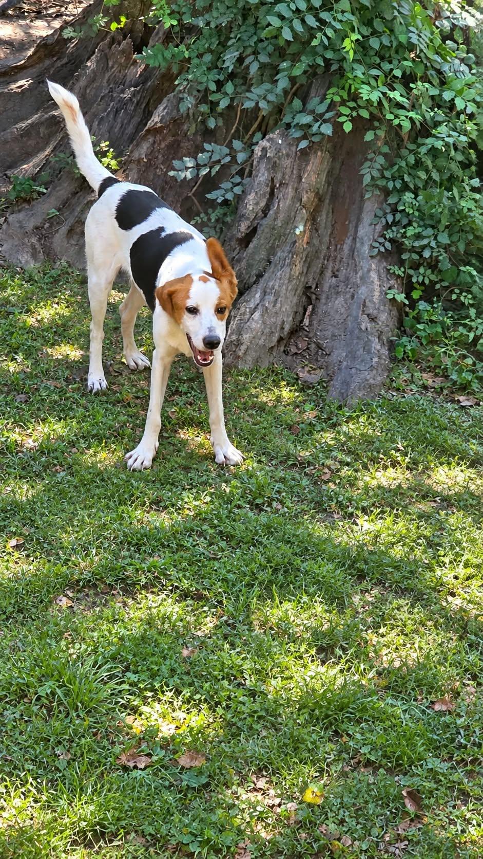 Enlarge Benji, a Adoptable mixed breed in church point, LA image 4/4