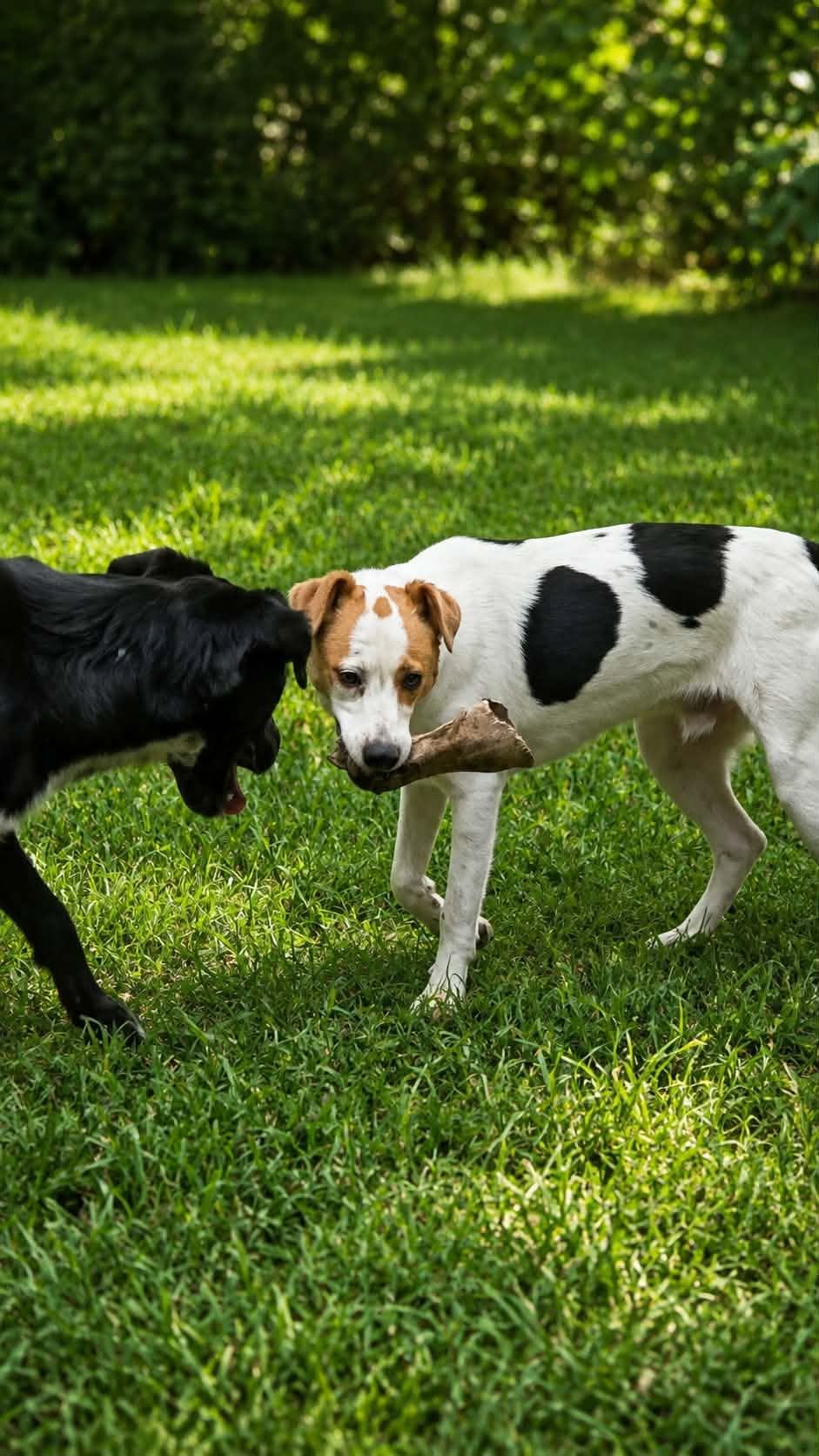 Enlarge Benji, a Adoptable mixed breed in church point, LA image 2/4
