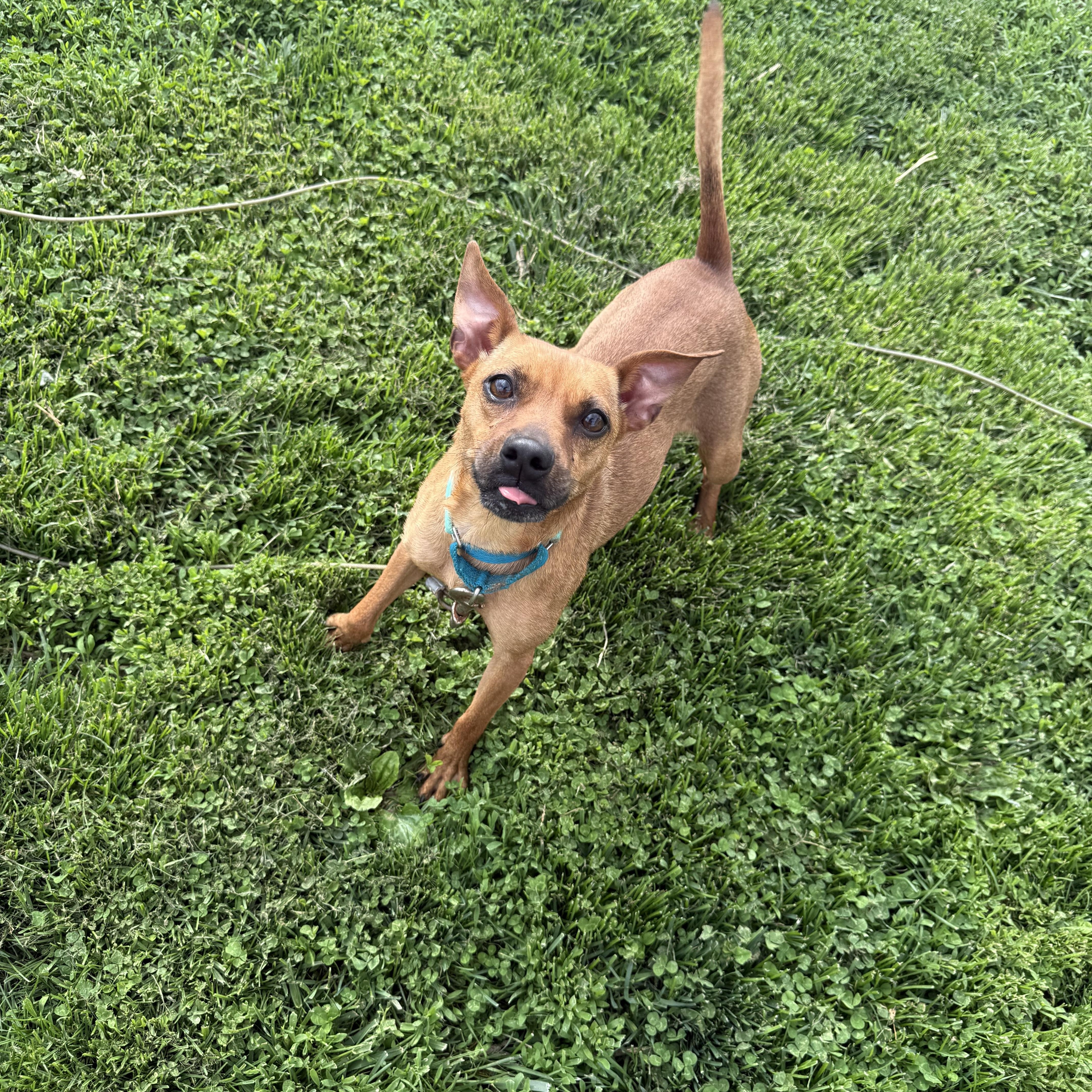 Enlarge Roxie, a ADOPTABLE mixed breed in Brazil, IN image 1/1