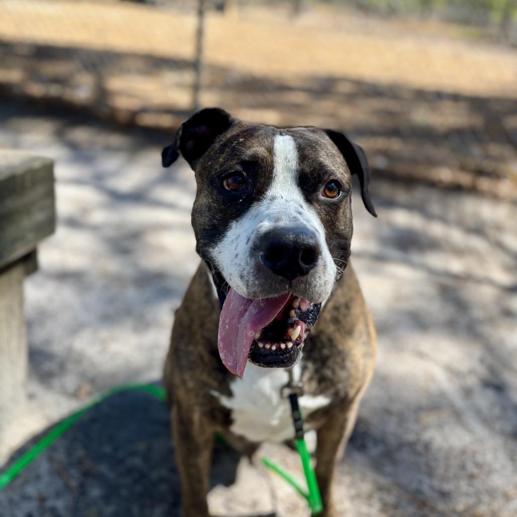 Fergus, Adoptable, Adult Male Boxer & Hound.