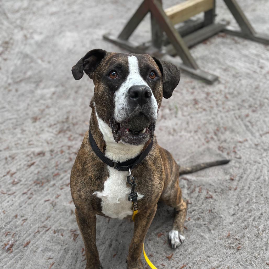 Enlarge Fergus, a Adoptable mixed breed in Newark, NJ image 2/6