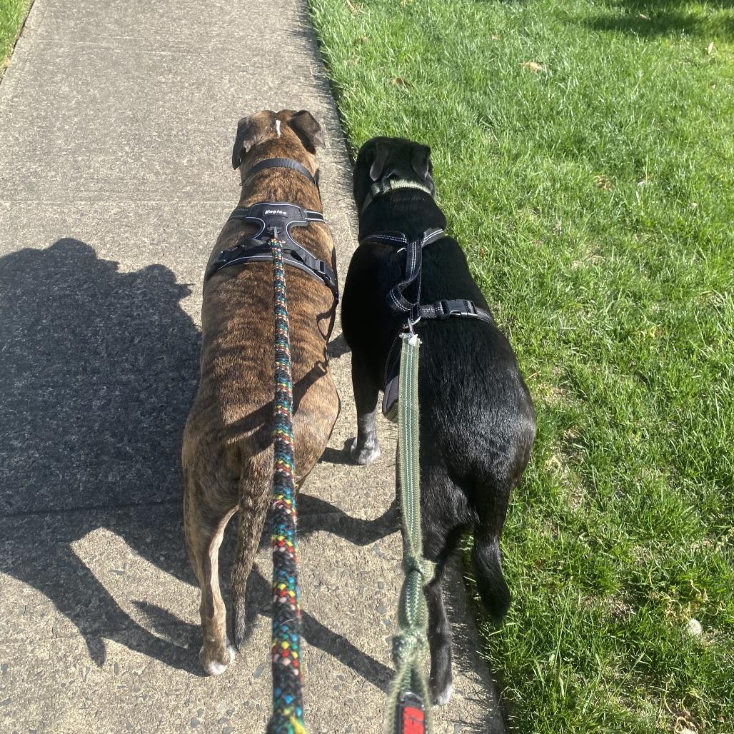Enlarge Fergus, a Adoptable mixed breed in Newark, NJ image 3/6