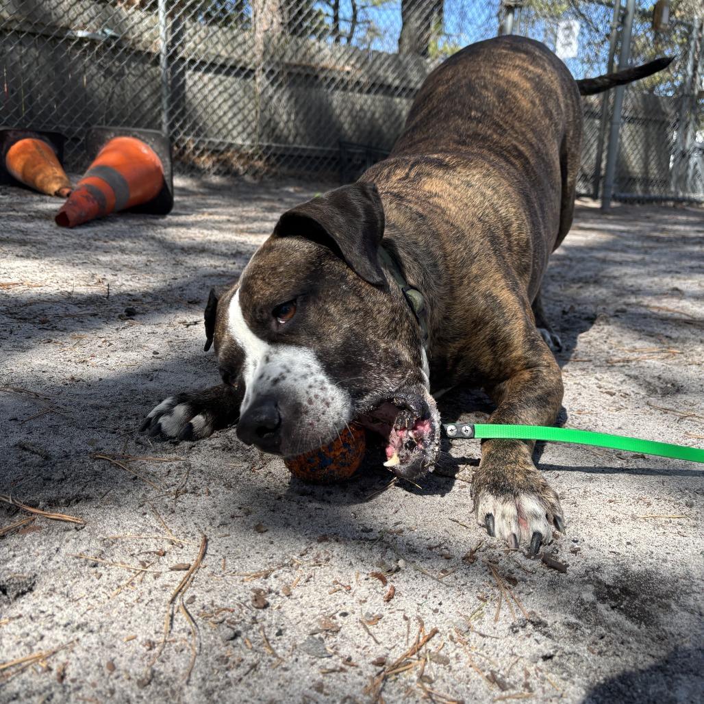 Enlarge Fergus, a Adoptable mixed breed in Newark, NJ image 4/6