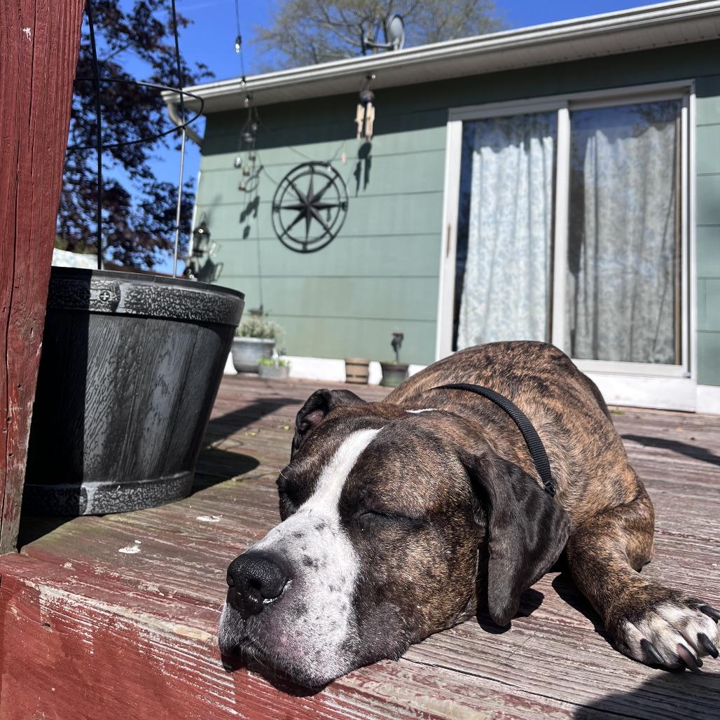 Enlarge Fergus, a Adoptable mixed breed in Newark, NJ image 5/6