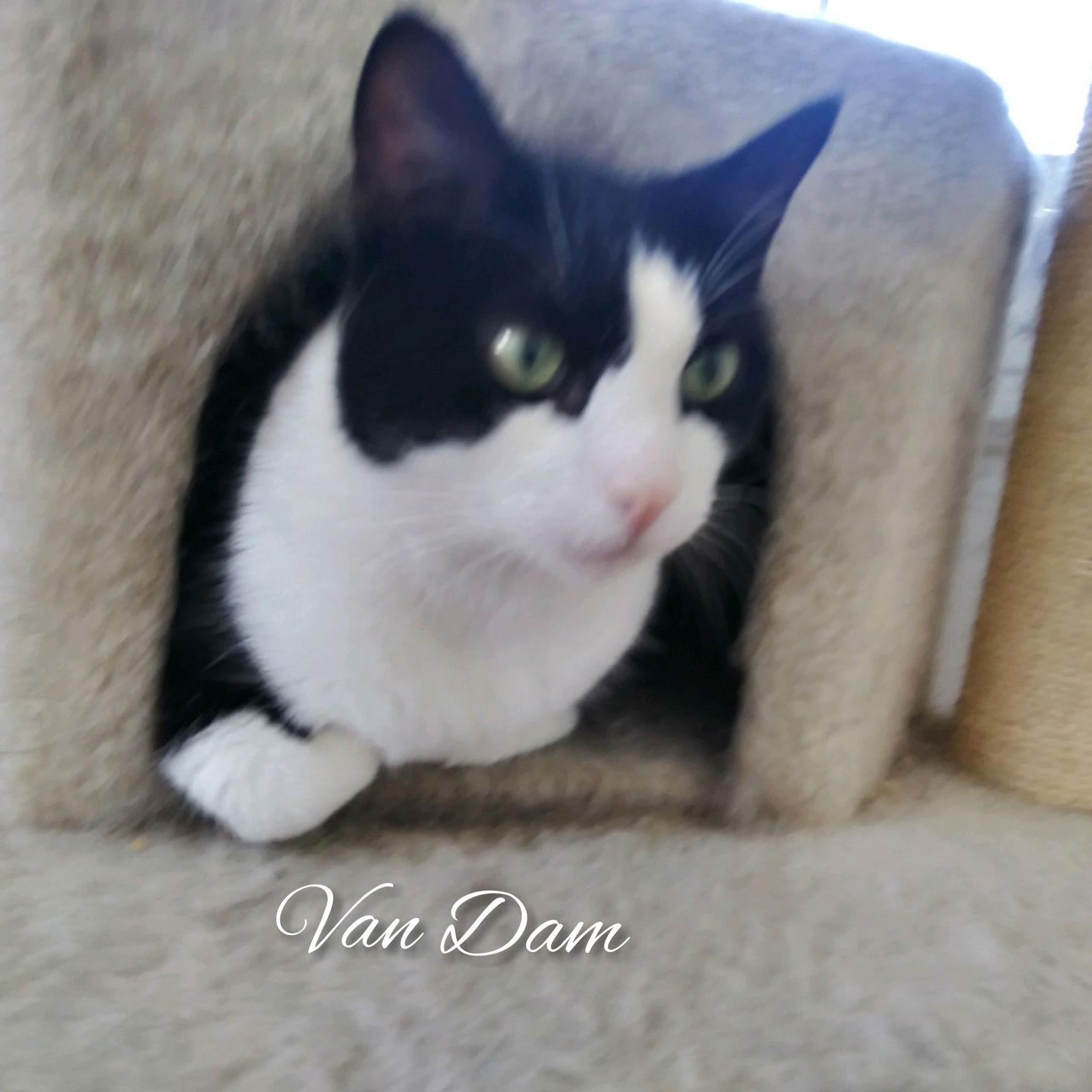 Van Dam, Adoptable, Adult Male Tuxedo.