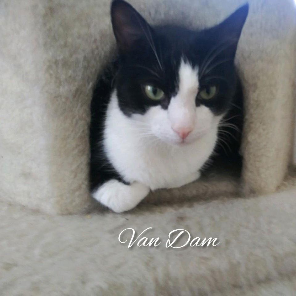 Enlarge Van Dam, a Adoptable Tuxedo in Port Chester, NY image 2/6