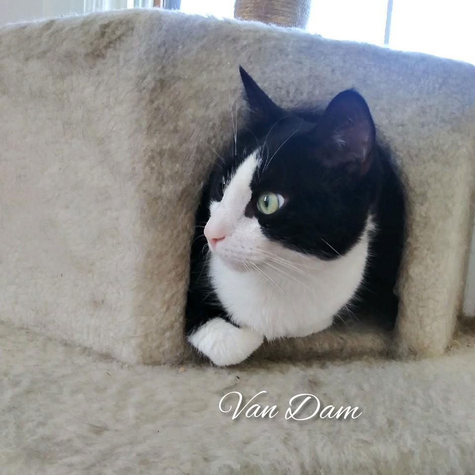 Van Dam, Adoptable, Adult Male Tuxedo.