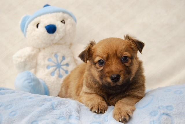 LELAND, ADOPTABLE, Young Male Golden Retriever.