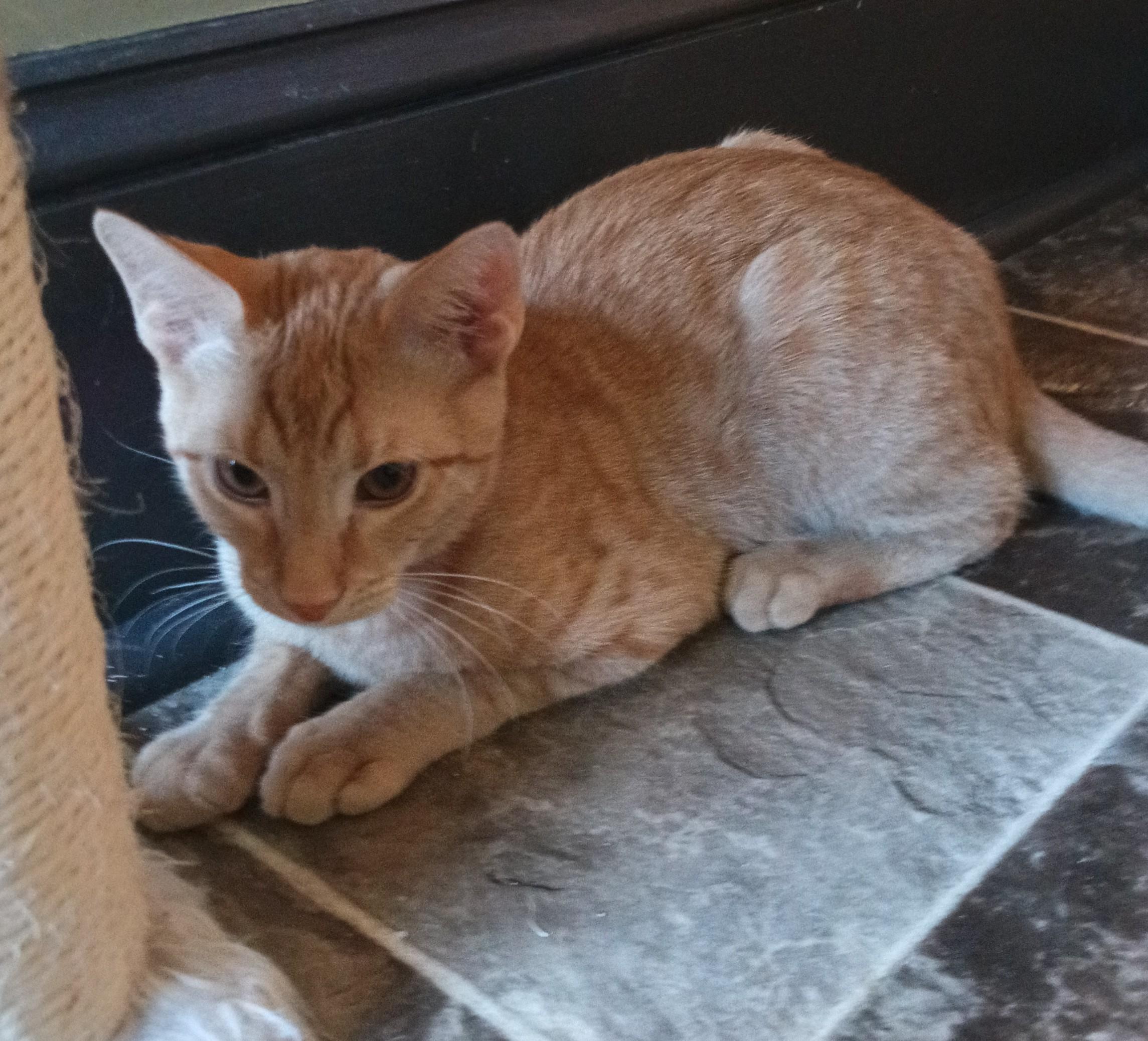 Jelly Bean, ADOPTABLE, Young Male Domestic Short Hair.