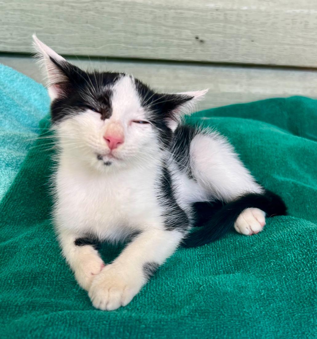 Nala, Adoptable, Kitten Female Domestic Medium Hair.