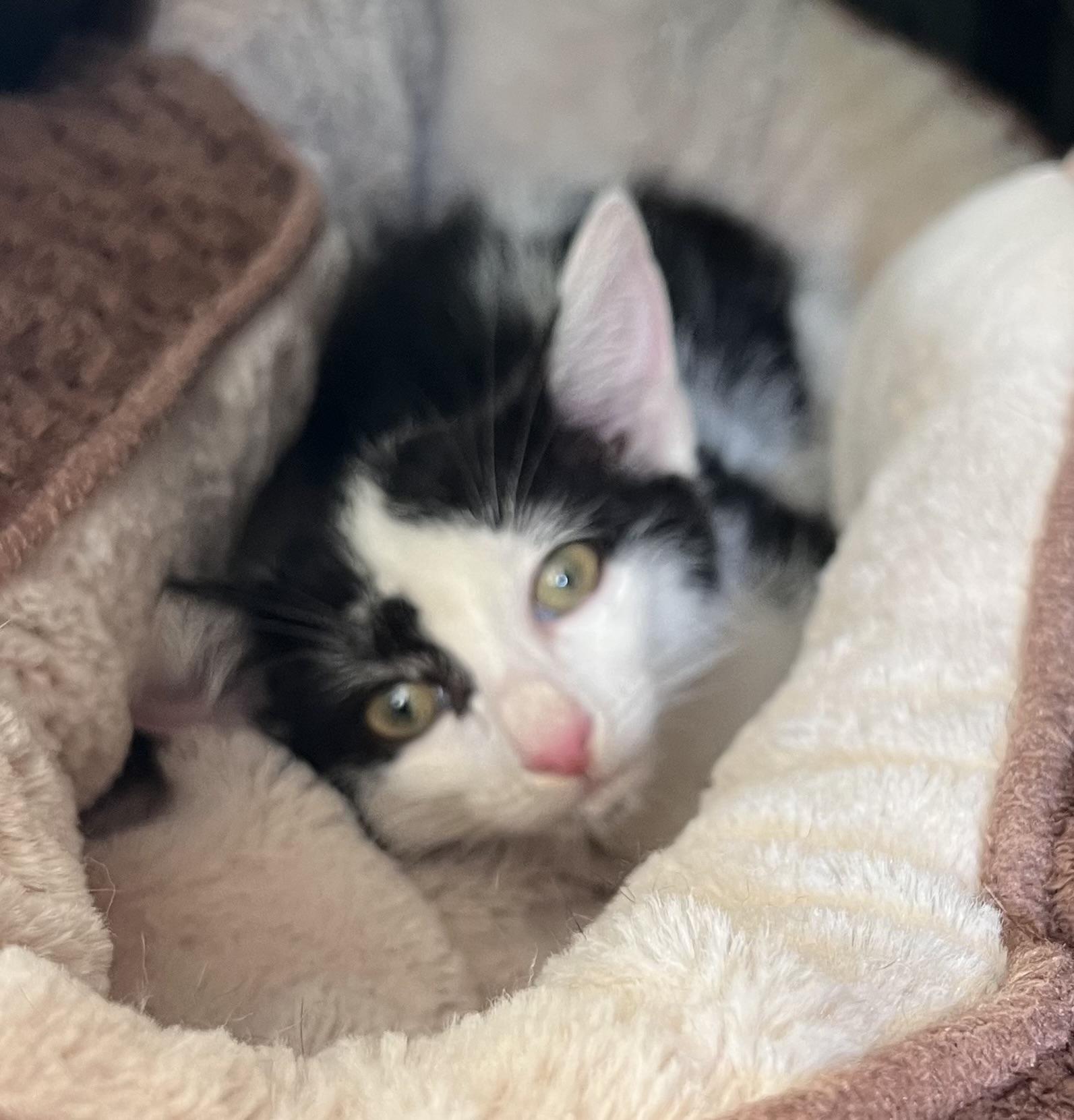 Nala, Adoptable, Kitten Female Domestic Medium Hair.