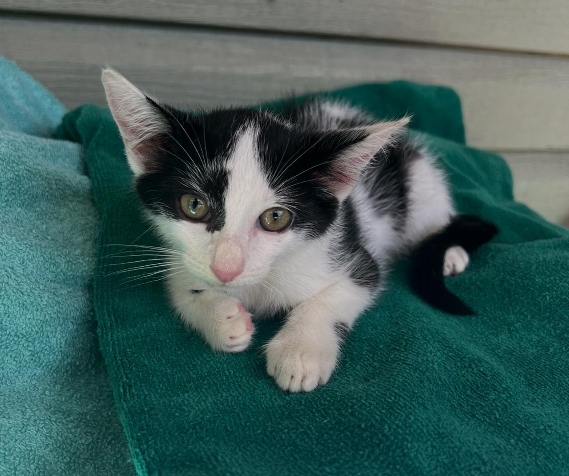 Nala, a Adoptable Domestic Medium Hair in Fort Myers, FL image 3/7