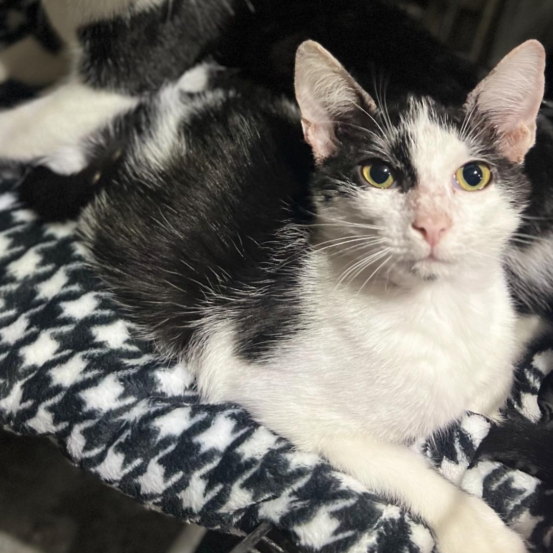 Noah, Adoptable, Kitten Male Domestic Medium Hair.