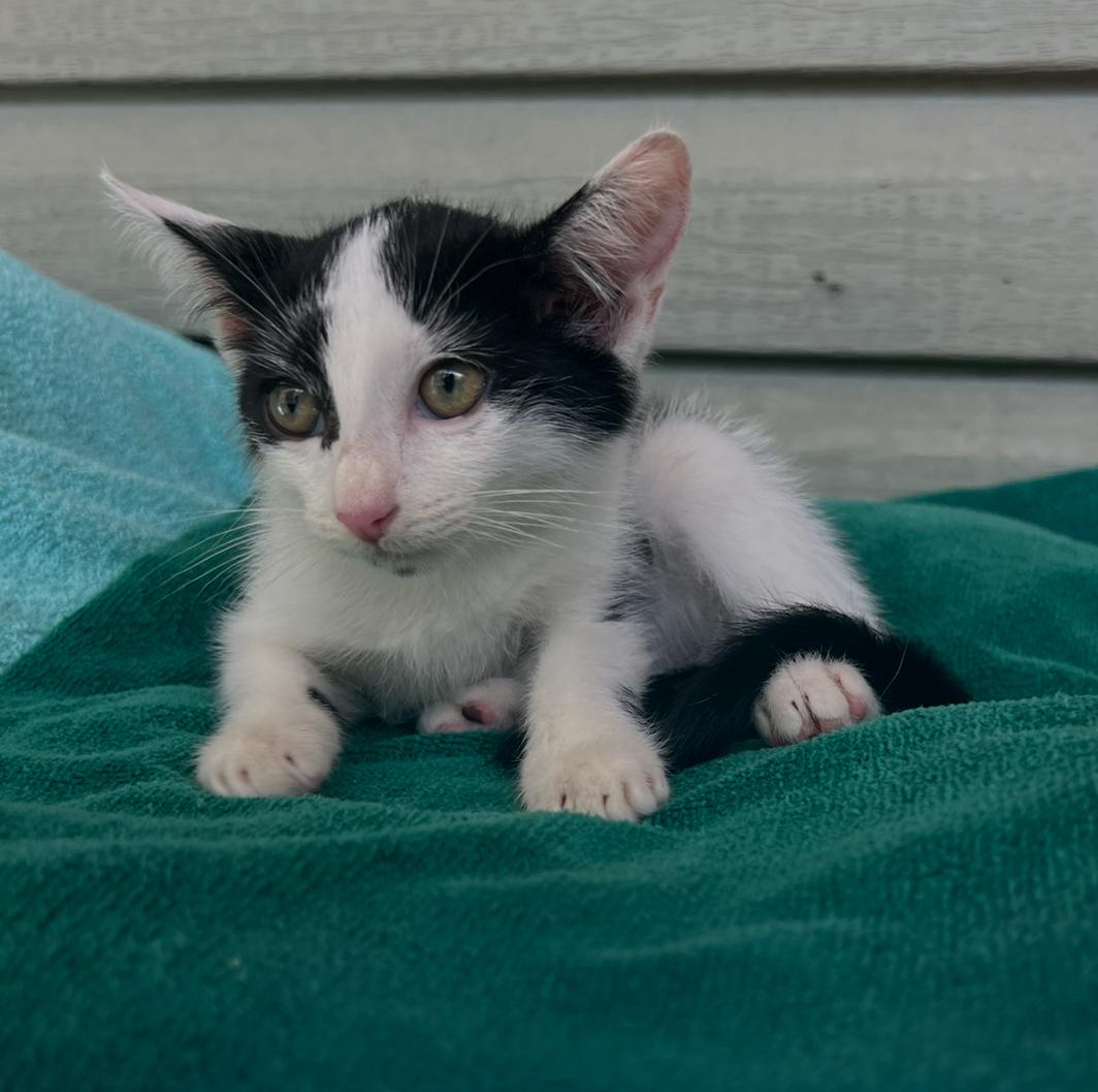 Enlarge Nala, a Adoptable Domestic Medium Hair in Fort Myers, FL image 7/7