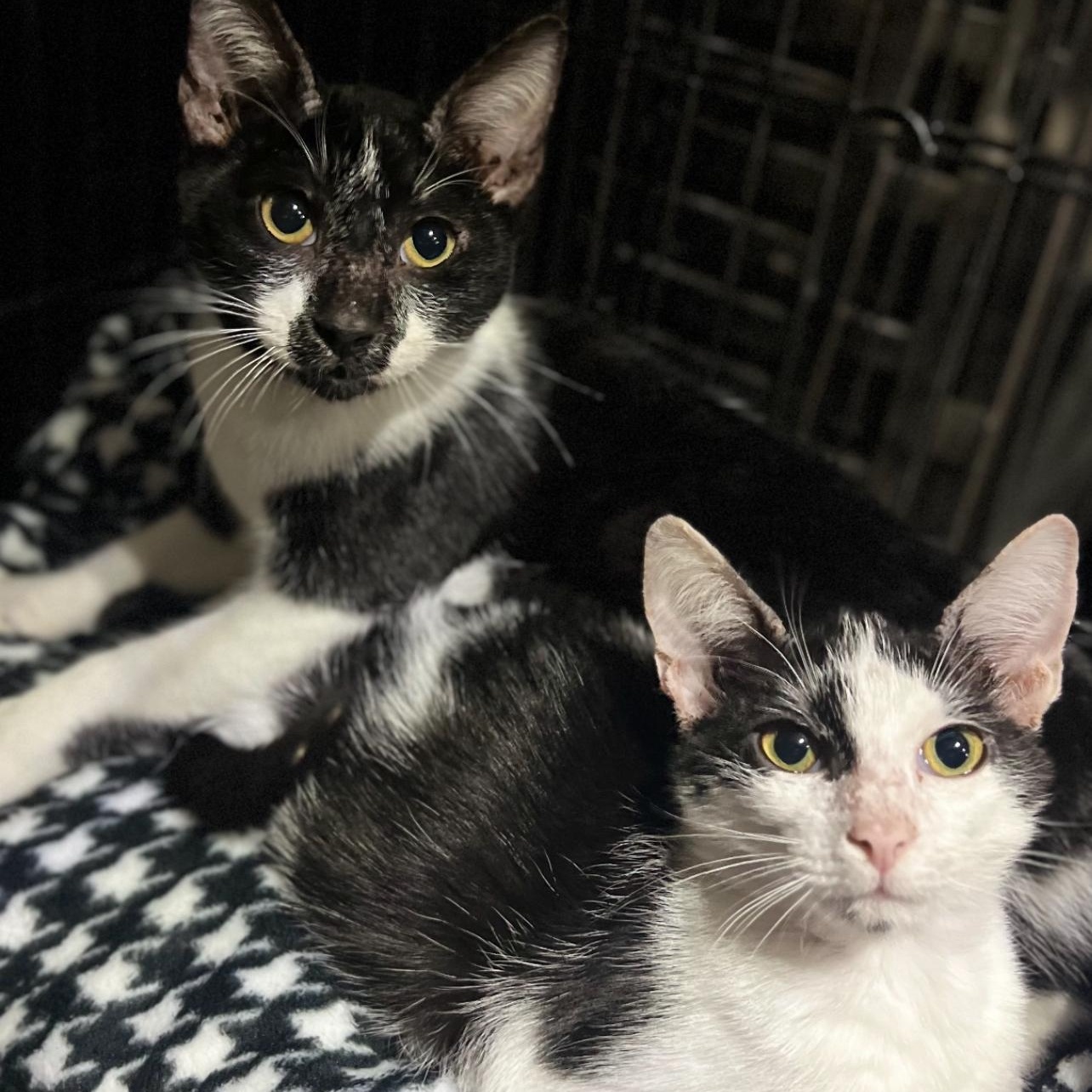 Enlarge Noah, a Adoptable Domestic Medium Hair in Fort Myers, FL image 6/6