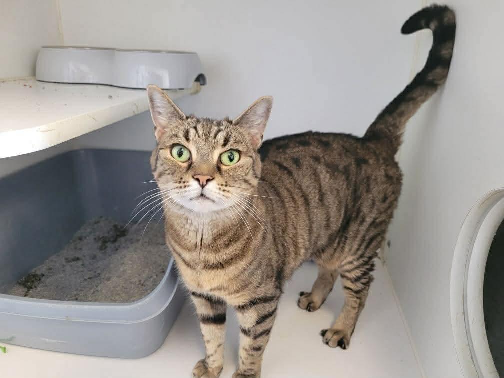 Molly 2, Adopted, Adult Female Domestic Short Hair.