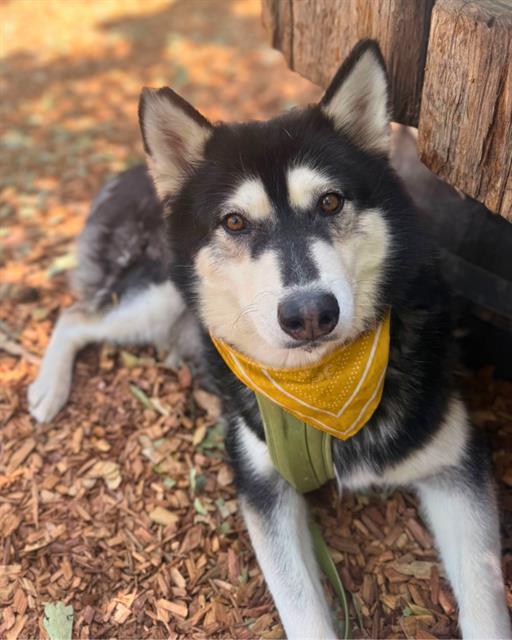 SKYLA, Adoptable, Adult Female Husky.