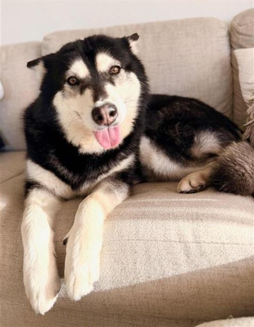 SKYLA, Adoptable, Adult Female Husky.