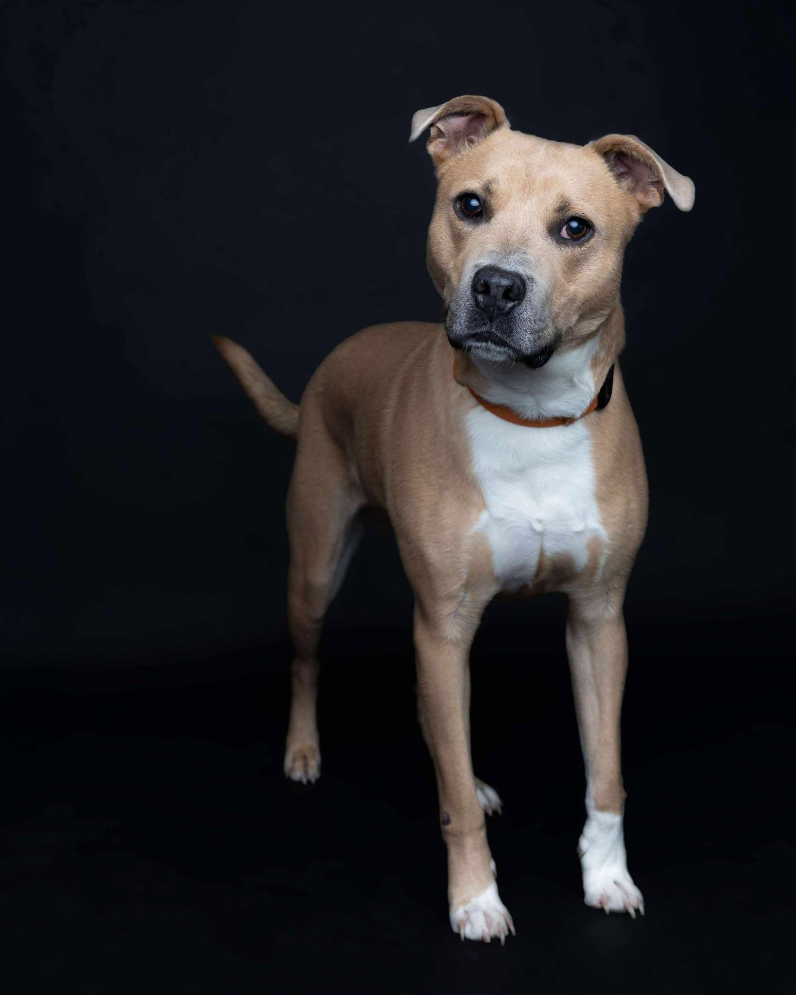 Slim Jim!, an adopted mixed breed in Port Huron, MI image 1/6
