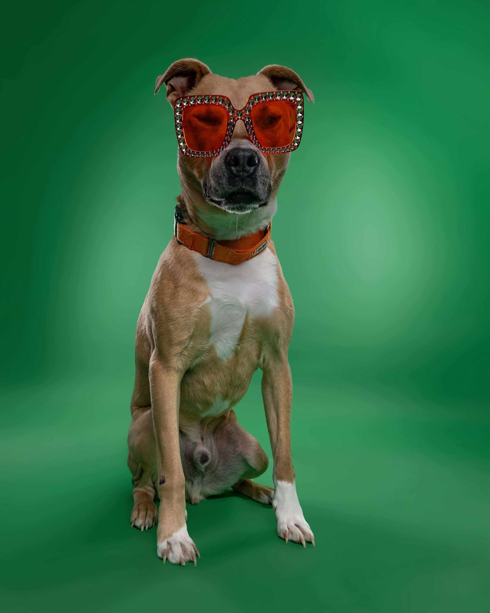 Slim Jim!, an adopted mixed breed in Port Huron, MI image 2/6