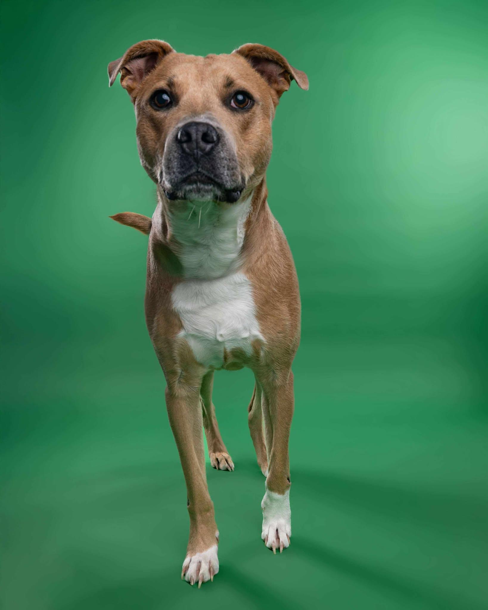 Slim Jim!, an adopted mixed breed in Port Huron, MI image 3/6
