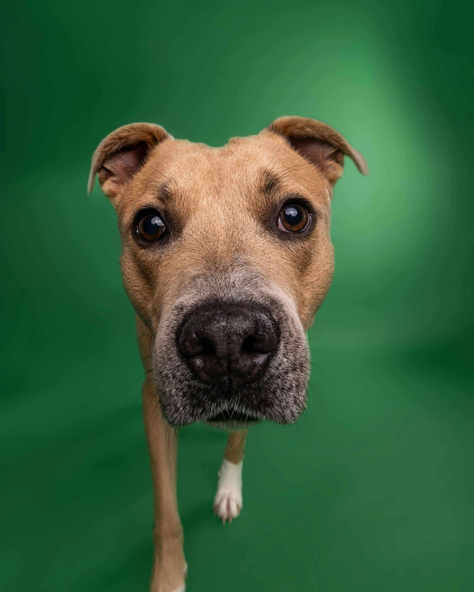 Slim Jim!, an adopted mixed breed in Port Huron, MI image 4/6