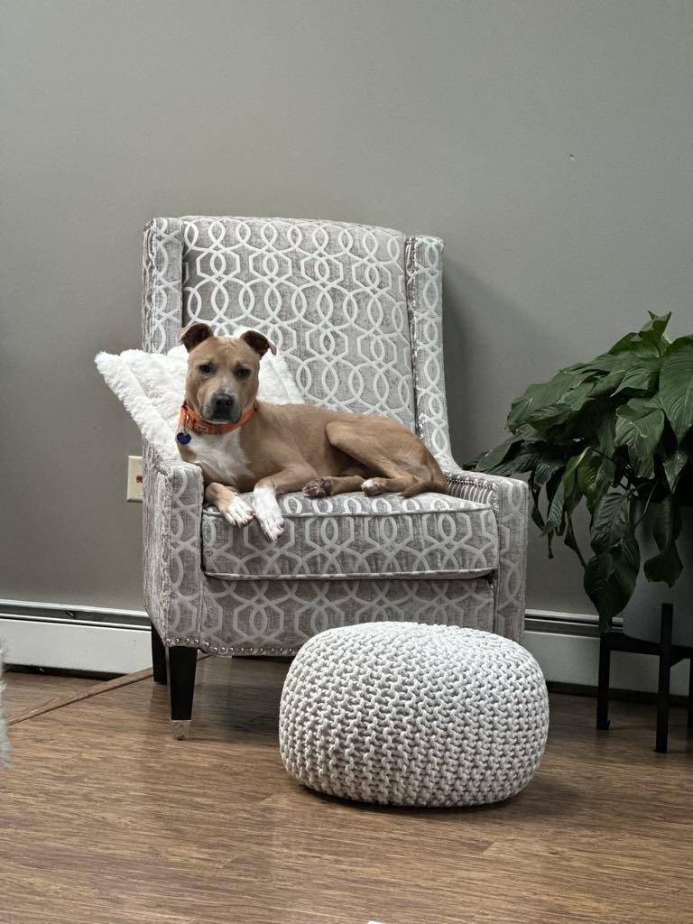 Slim Jim!, an adopted mixed breed in Port Huron, MI image 5/6