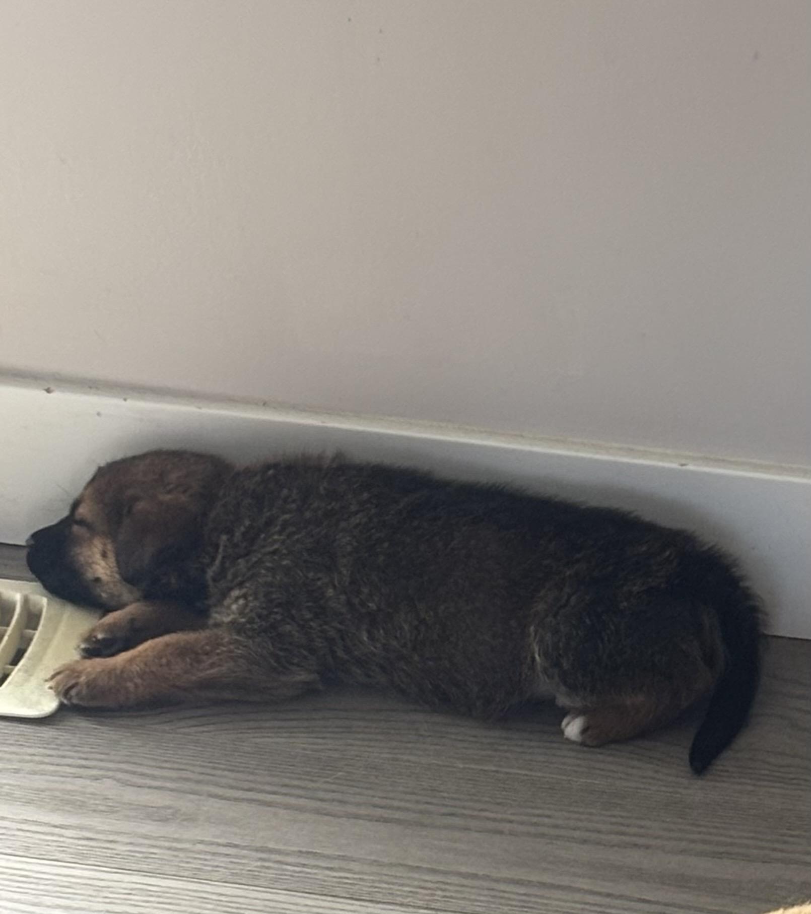 Enlarge Tater Tot, a ADOPTABLE mixed breed in Saskatoon, SK image 4/4