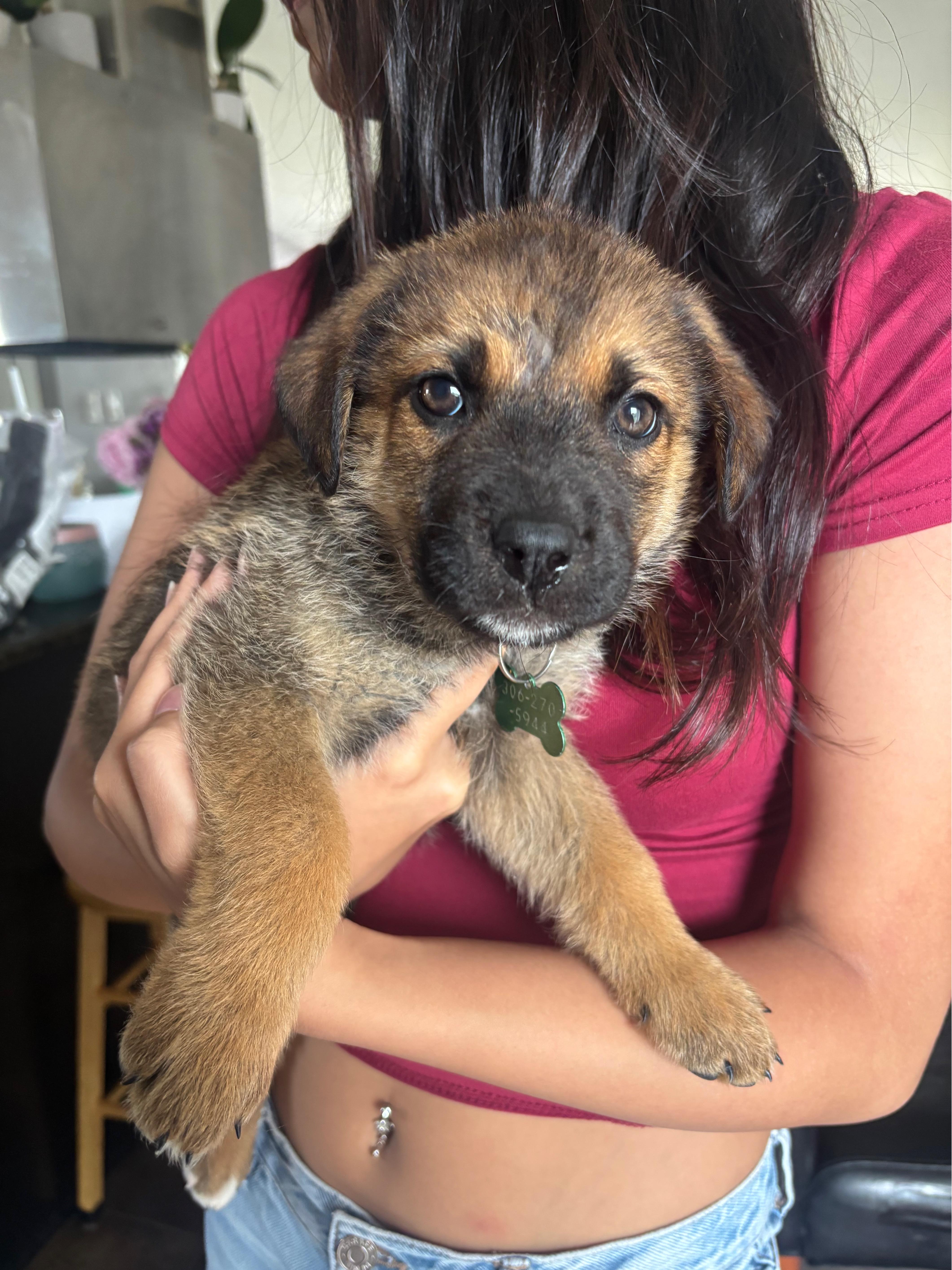 Enlarge Tater Tot, a ADOPTABLE mixed breed in Saskatoon, SK image 3/4