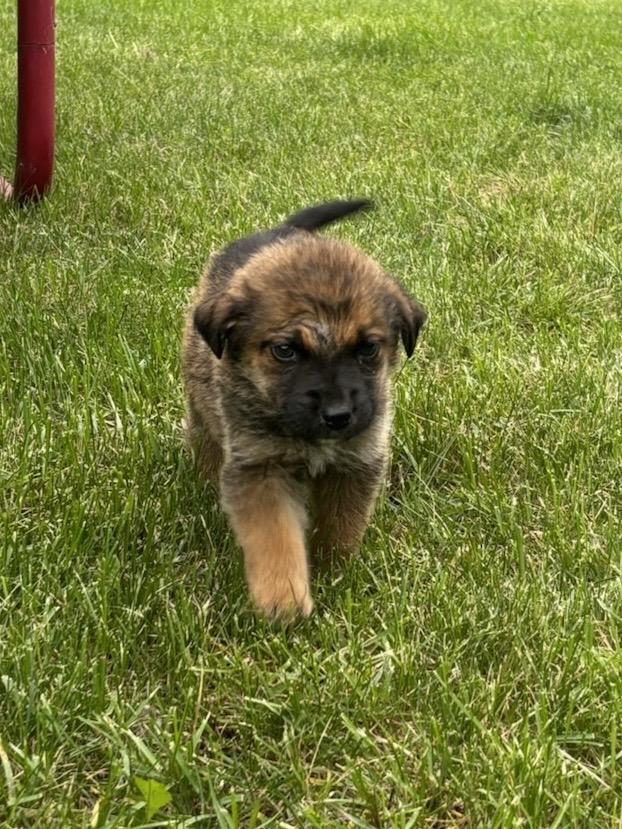 Tater Tot, ADOPTABLE, Puppy Female Mixed Breed.