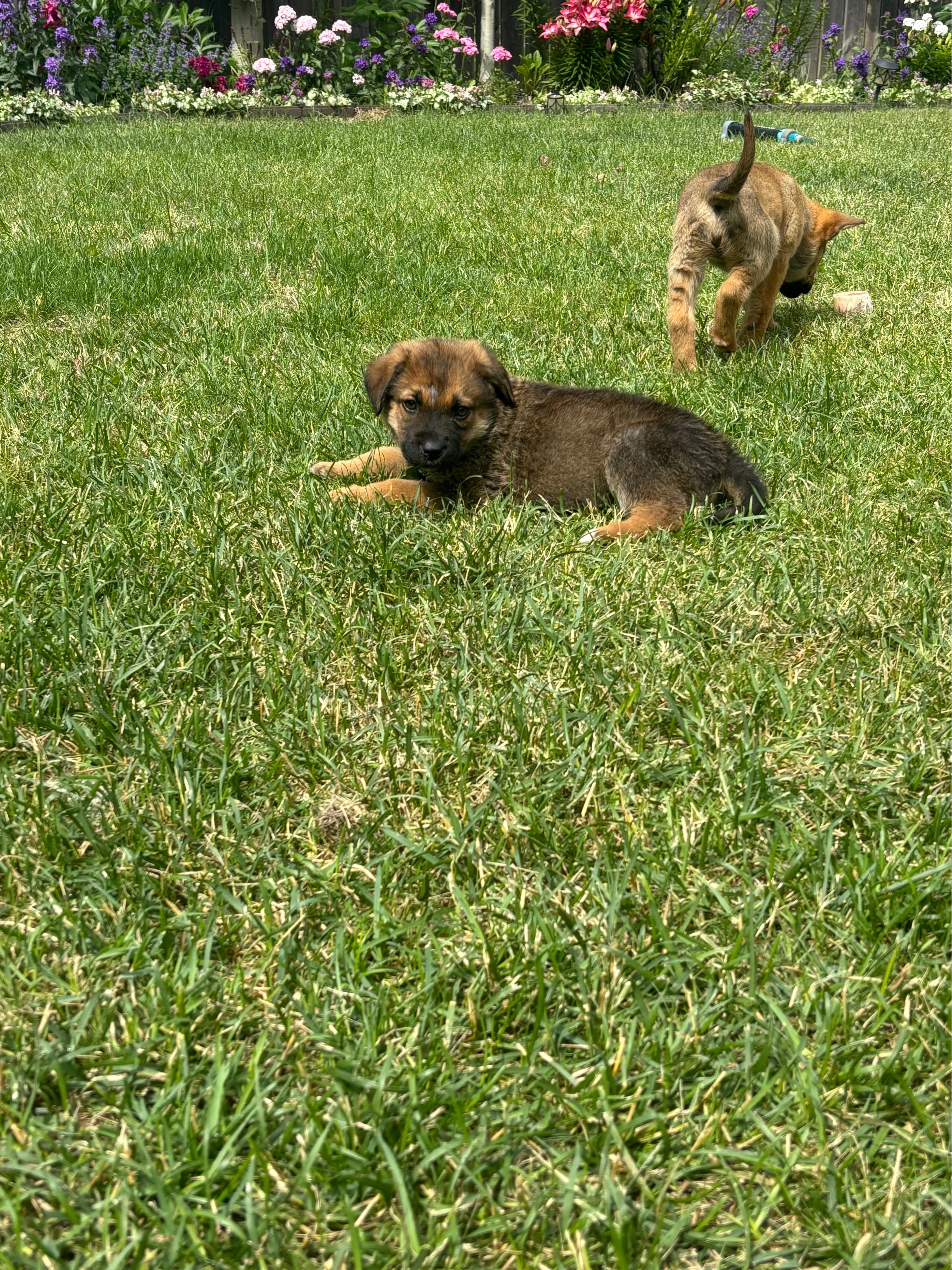Enlarge Tater Tot, a ADOPTABLE mixed breed in Saskatoon, SK image 2/4