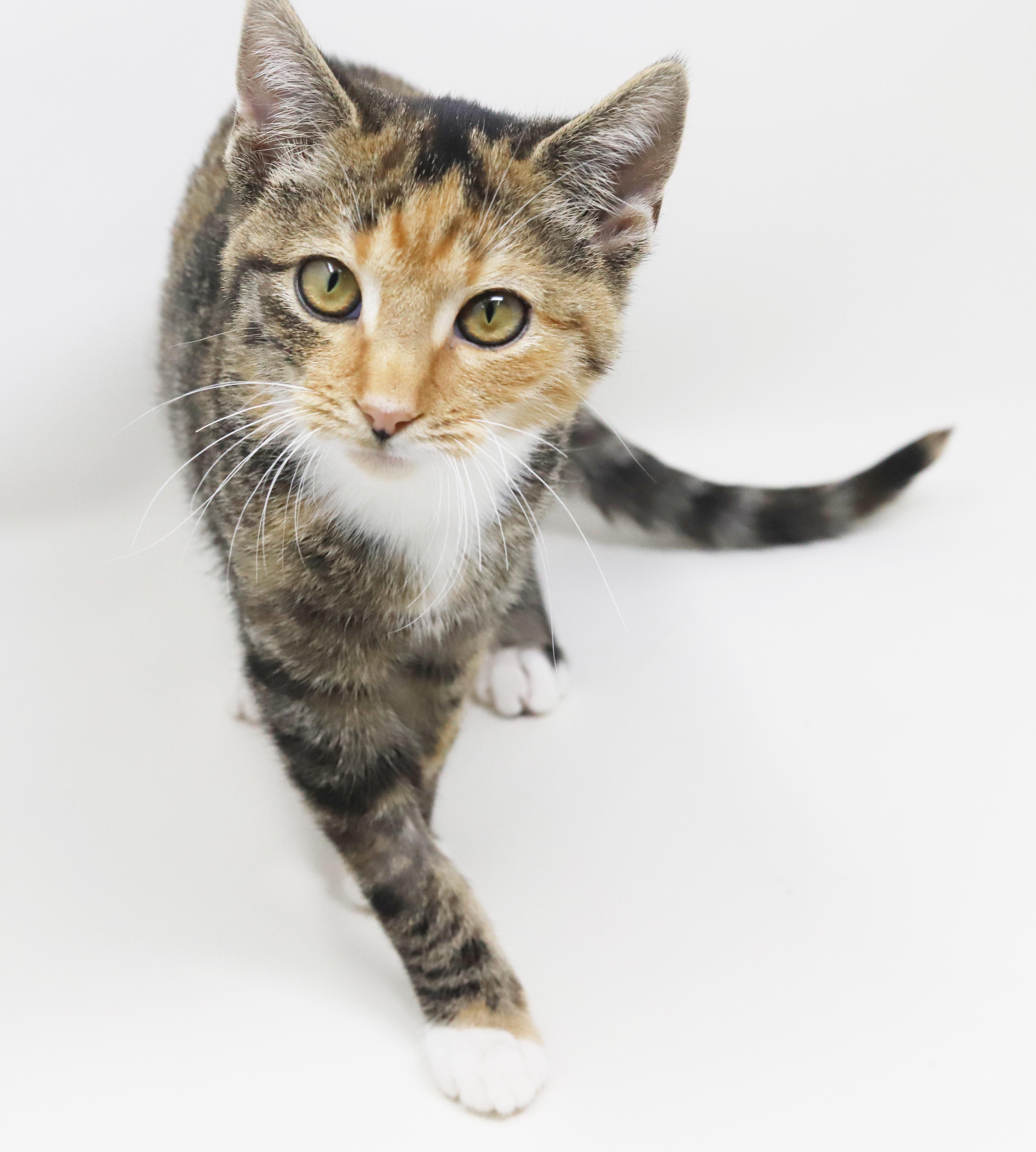 Enlarge Lovebug is a living doll!  Gorgeous snuggle kitten!   , a Adoptable mixed breed in Bedford Hills, NY image 2/6