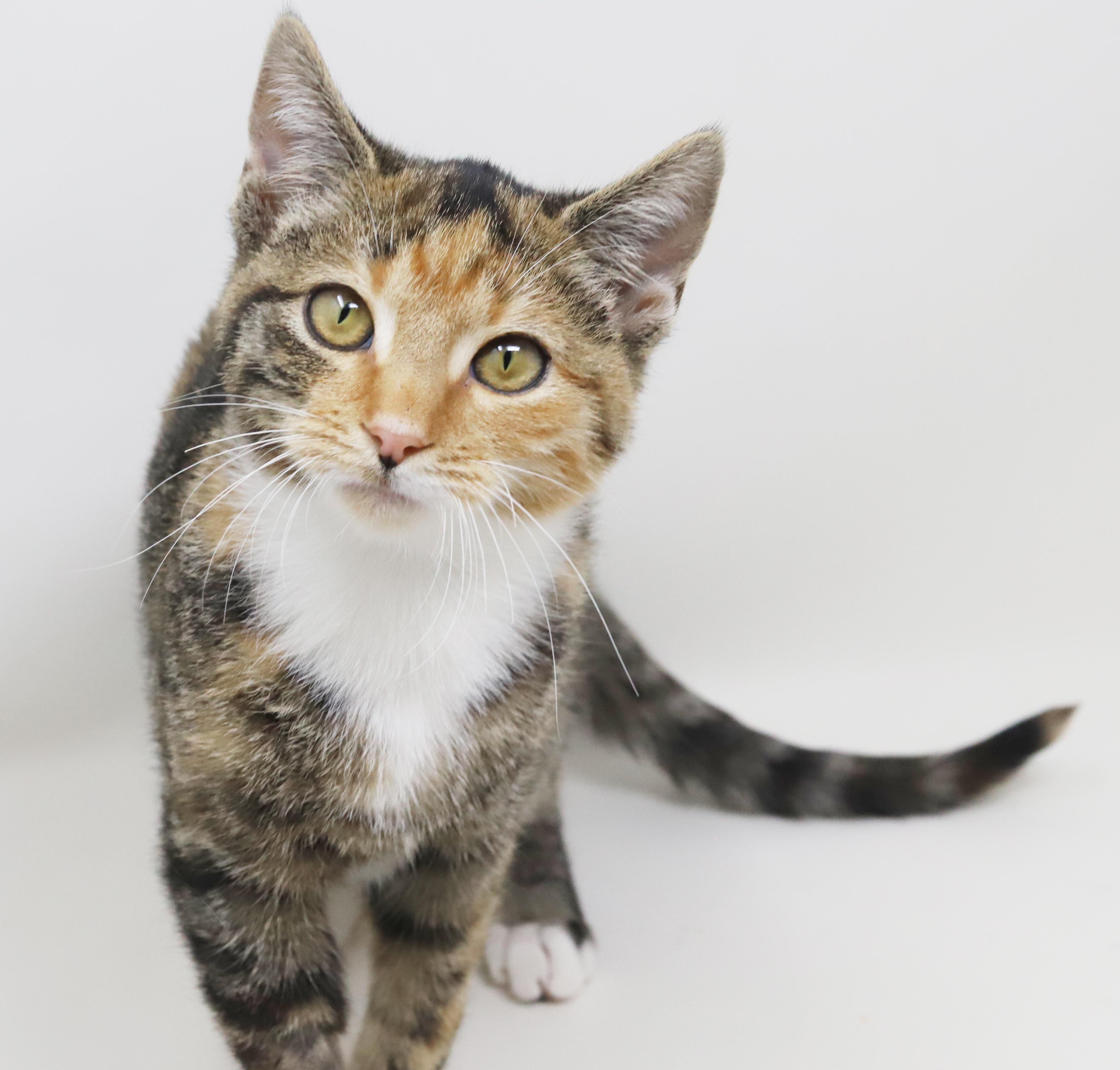 Enlarge Lovebug is a living doll!  Gorgeous snuggle kitten!   , a Adoptable mixed breed in Bedford Hills, NY image 5/6