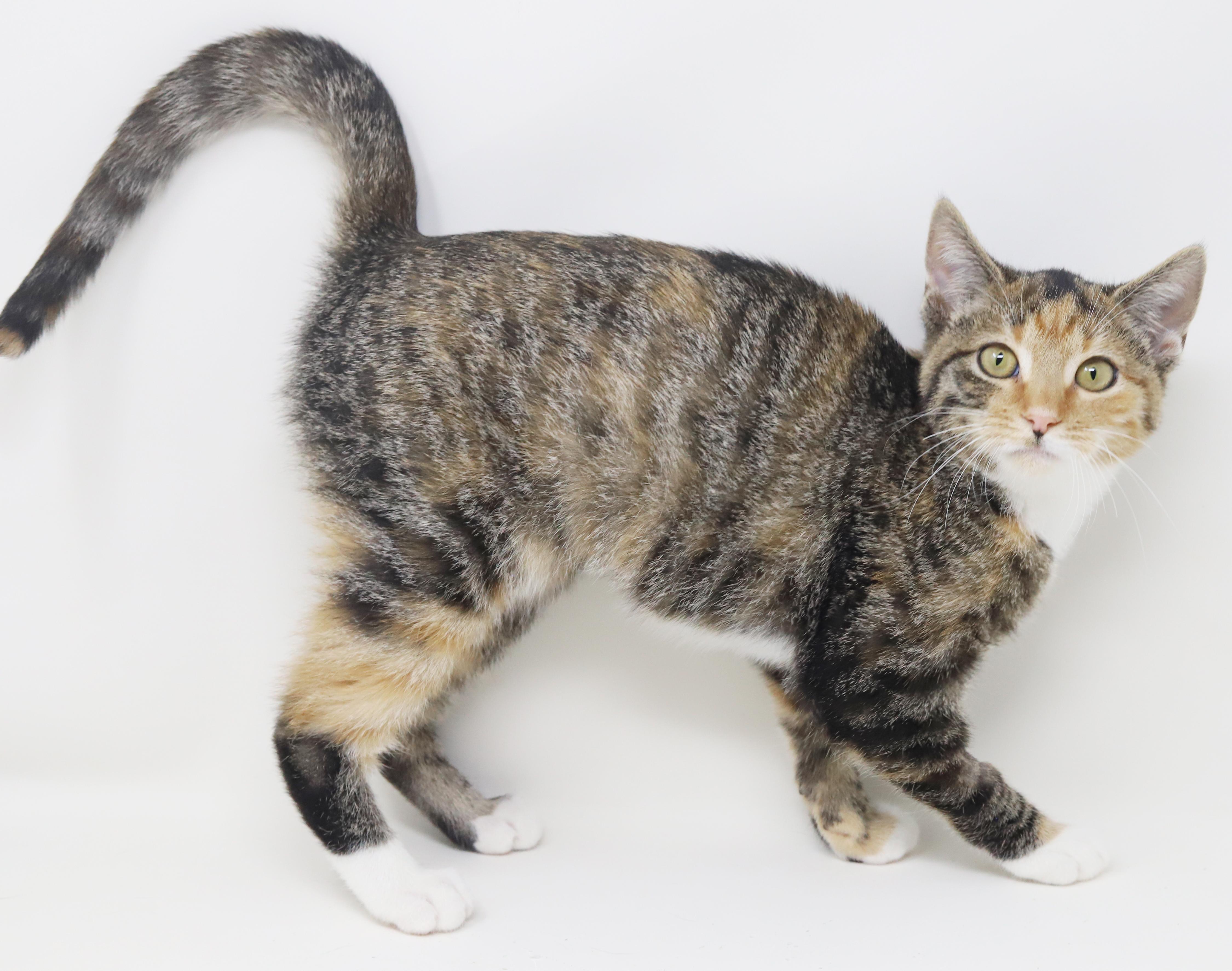 Enlarge Lovebug is a living doll!  Gorgeous snuggle kitten!   , a Adoptable mixed breed in Bedford Hills, NY image 3/6