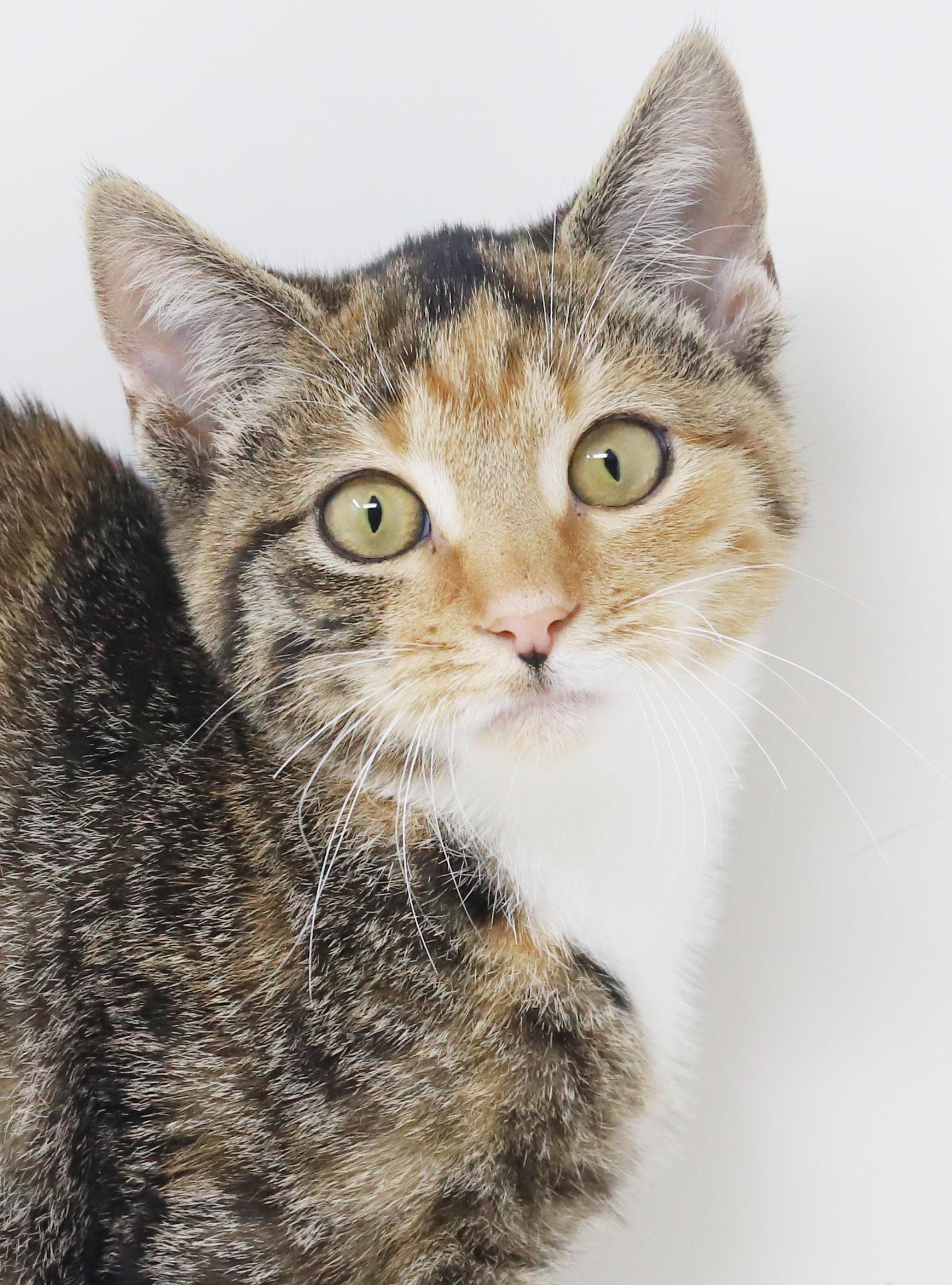 Enlarge Lovebug is a living doll!  Gorgeous snuggle kitten!   , a Adoptable mixed breed in Bedford Hills, NY image 6/6