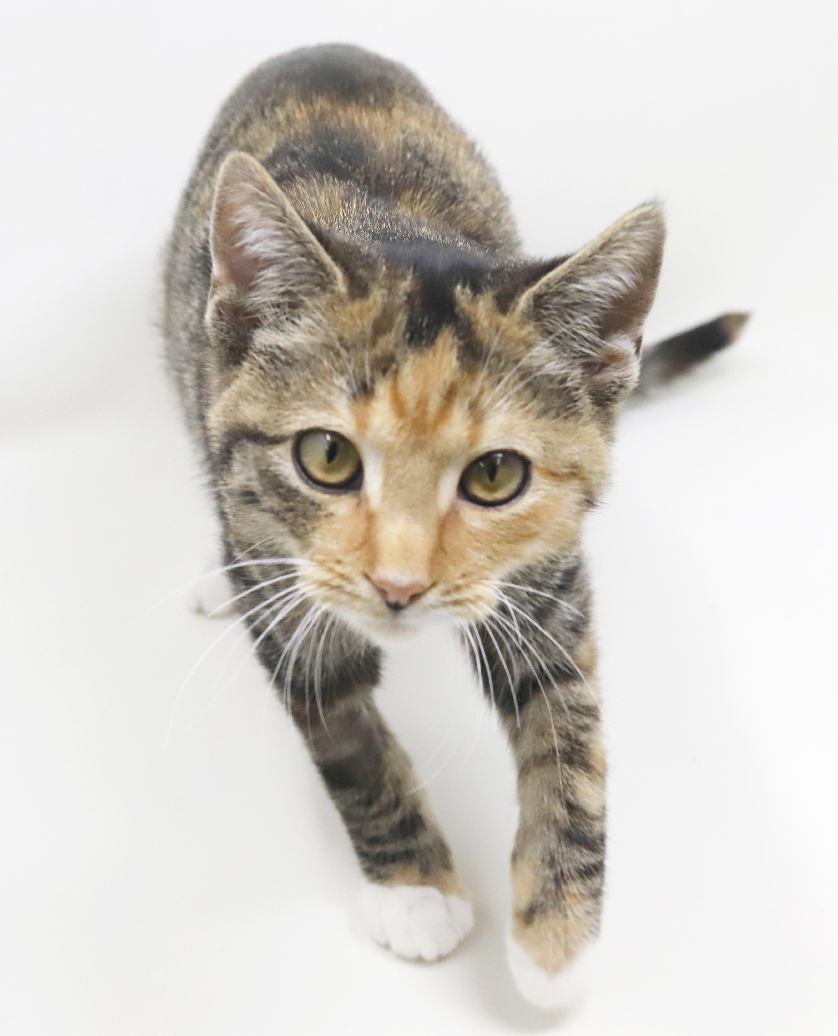 Enlarge Lovebug is a living doll!  Gorgeous snuggle kitten!   , a Adoptable mixed breed in Bedford Hills, NY image 4/6
