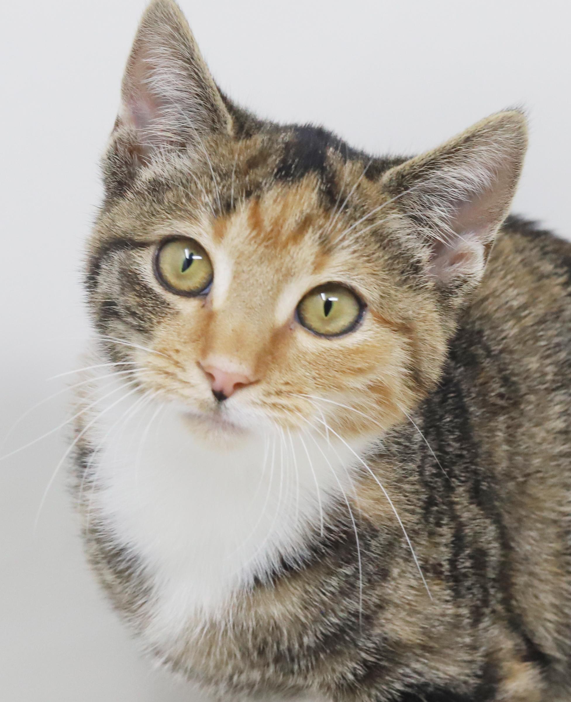 Enlarge Lovebug is a living doll!  Gorgeous snuggle kitten!   , a Adoptable mixed breed in Bedford Hills, NY image 1/6