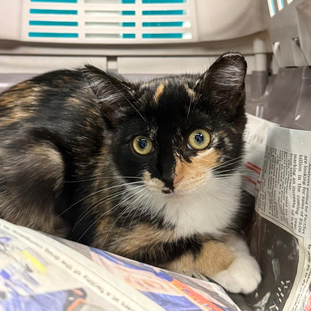 Cara, Adoptable, Kitten Female Domestic Short Hair.