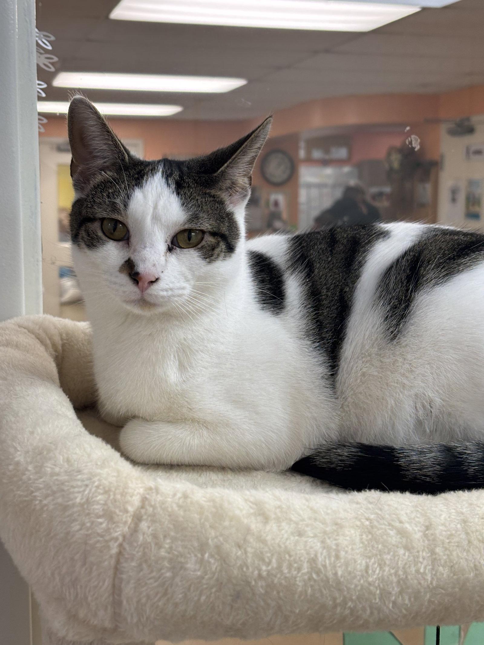Enlarge Harry, a Adoptable Domestic Short Hair in Brick, NJ image 1/2
