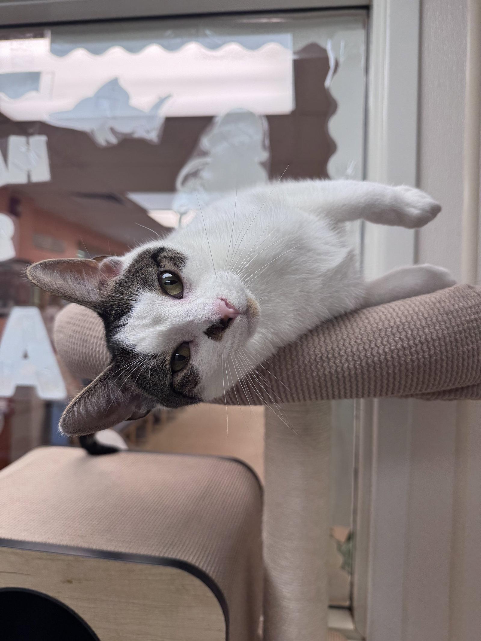 Harry, Adoptable, Young Male Domestic Short Hair.