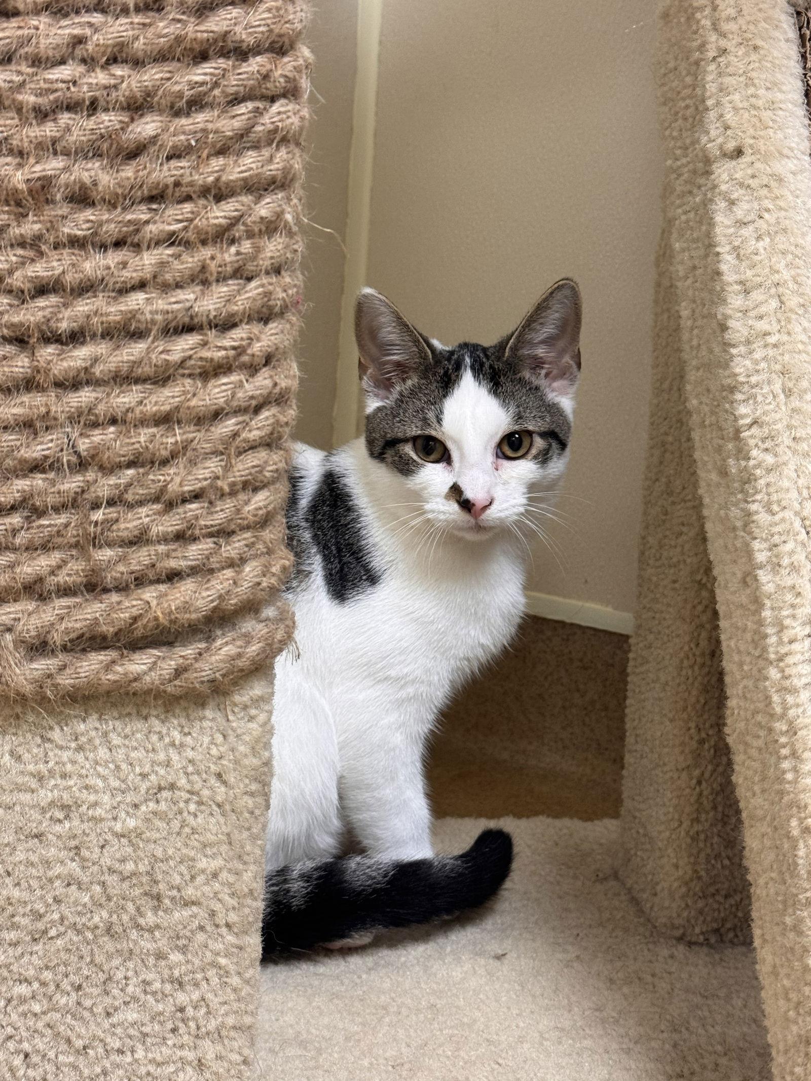Harry, Adoptable, Young Male Domestic Short Hair.