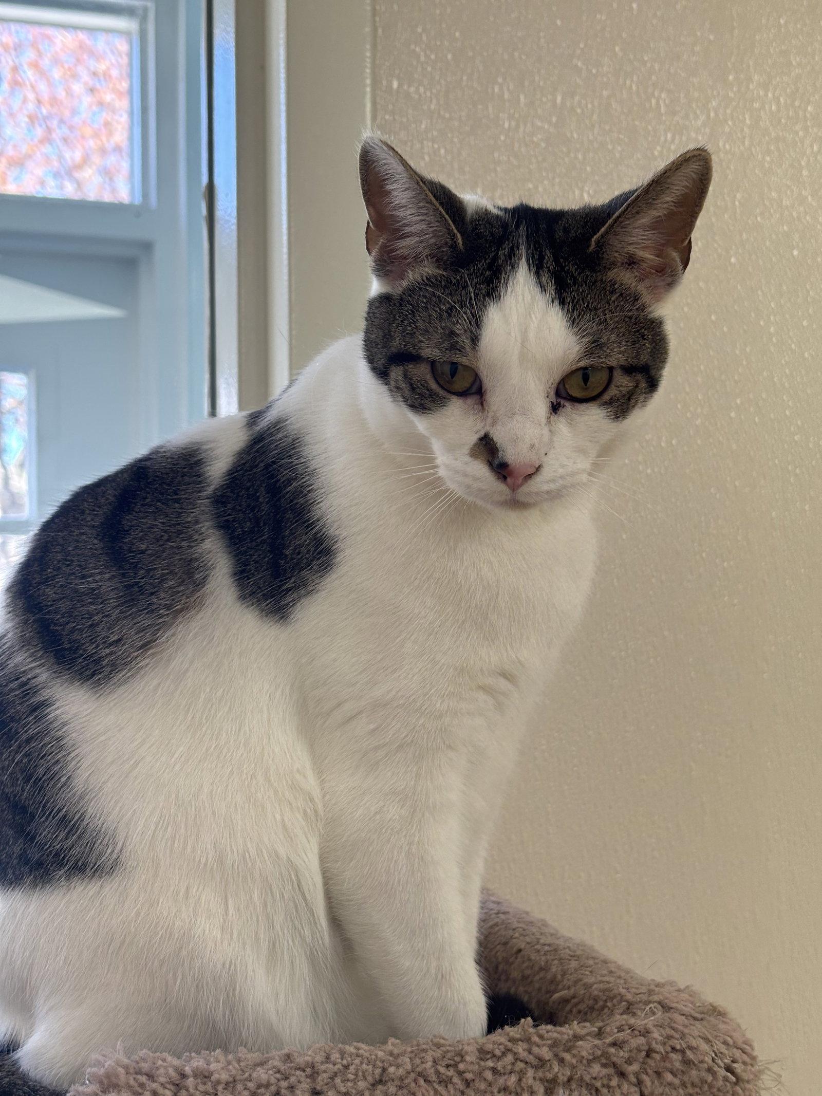 Enlarge Harry, a Adoptable Domestic Short Hair in Brick, NJ image 2/2