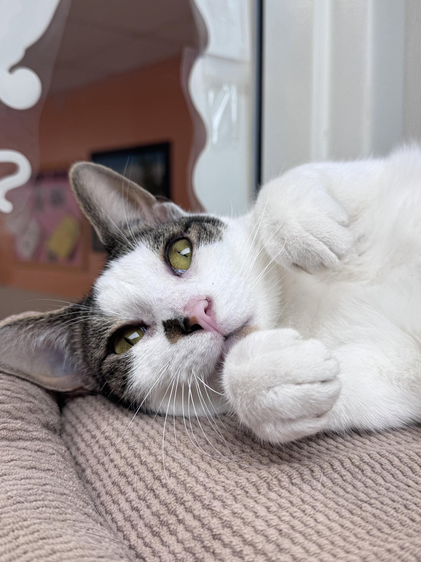 Enlarge Harry, a Adoptable Domestic Short Hair in Brick, NJ image 2/3