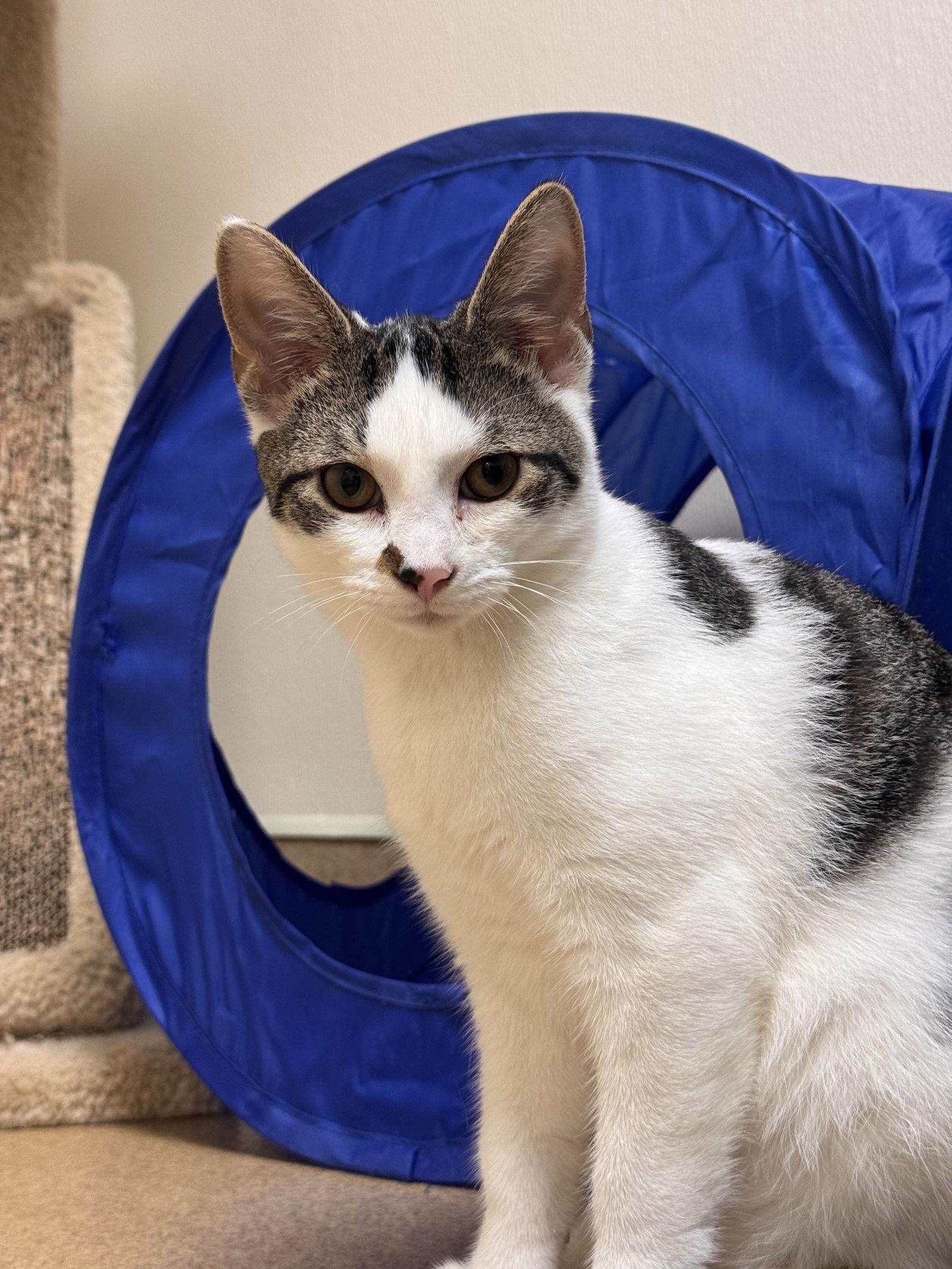 Enlarge Harry, a Adoptable Domestic Short Hair in Brick, NJ image 2/3